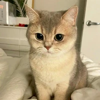 Mèo1