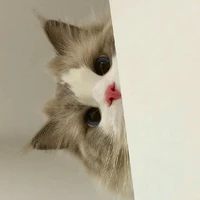 Mèo2