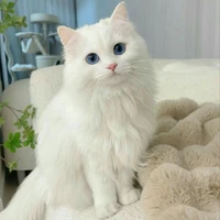 Mèo3
