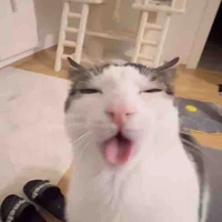 Ô mô