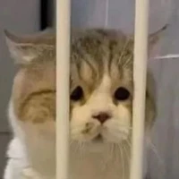 All - một số người 