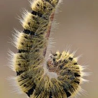 Tui là con sâu lông, con sâu lông là tui