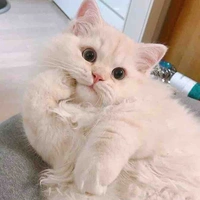 Tác giả mê mèo