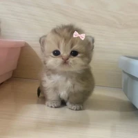 tg thích trà sữa
