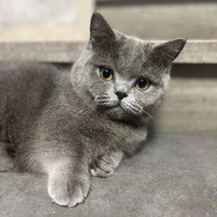 Mimi