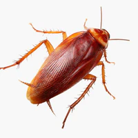 Bé Tiểu Cường