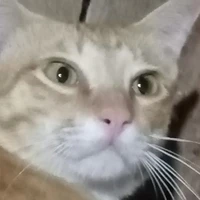 tg