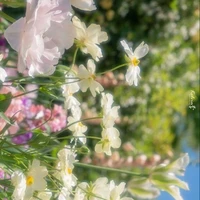 Nguyễn Hải Dương ( ba bot )