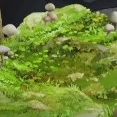 Mọi vai
