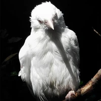 Oni( 鬼) • Thú cưng của Sun