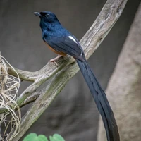 Hi( 火) • Thú cưng của Sun