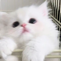 Haru