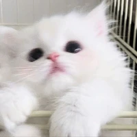 Haru