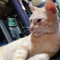 Cam quyết định mọi thứ