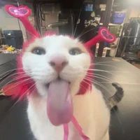 mèo béo miền Tây (h/t)