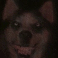 smile dog