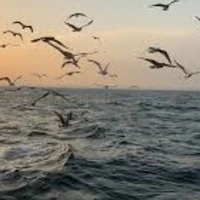 (Hệ thống Phụ)