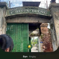 Trà xanh