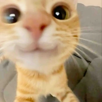 sứa🪼