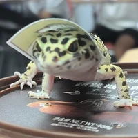 Tác giả