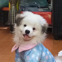 nhỏ tác giả :))