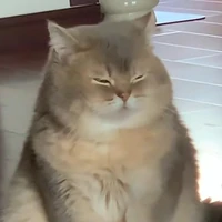 Hệ Thống Mèo Nhỏ