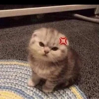 miuuu dth 🫶🌷( t/g)