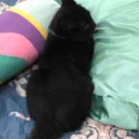 ???