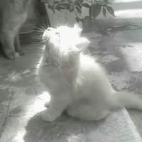 mèo nhỏ