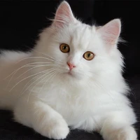 Trần Hy Vũ ( bot 9)