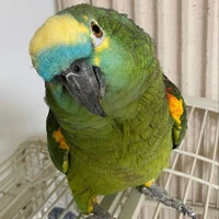 vẹt Toto của beomgyu 