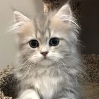 Mèo Chanyoung của Chaeyoung 