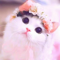 Mèo cute
