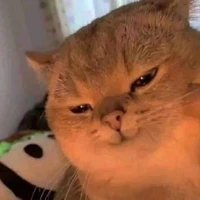 tác giả cutoo