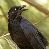Kiri