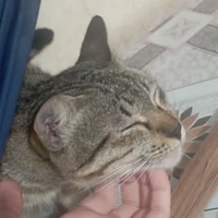 út khờ miền Tây