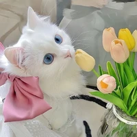 Neko-Hệ Thống 002