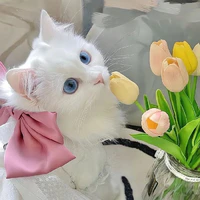 Neko-Hệ Thống 002