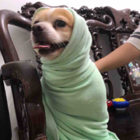 Tác giả báo 🤡