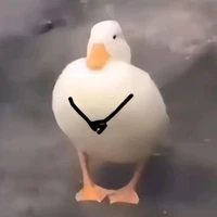 Ducky(vịt thần)