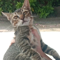 mụ t/giả:>>