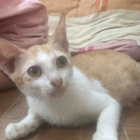 Lợn