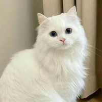 Bông