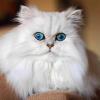 cici