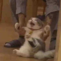 Cam