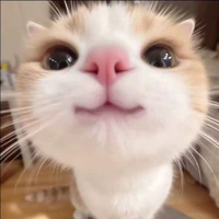 Viee nee •tác giả•