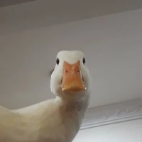 @quackquack
