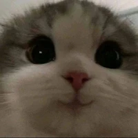 @meotoidayyy