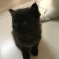 Lưu Diệu Văn ( bản thể)