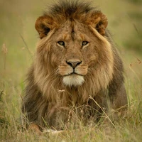 hệ thống 014 <warui neko>